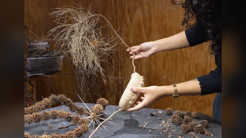 Exposición: Hibridaciones de Francisca Larraín