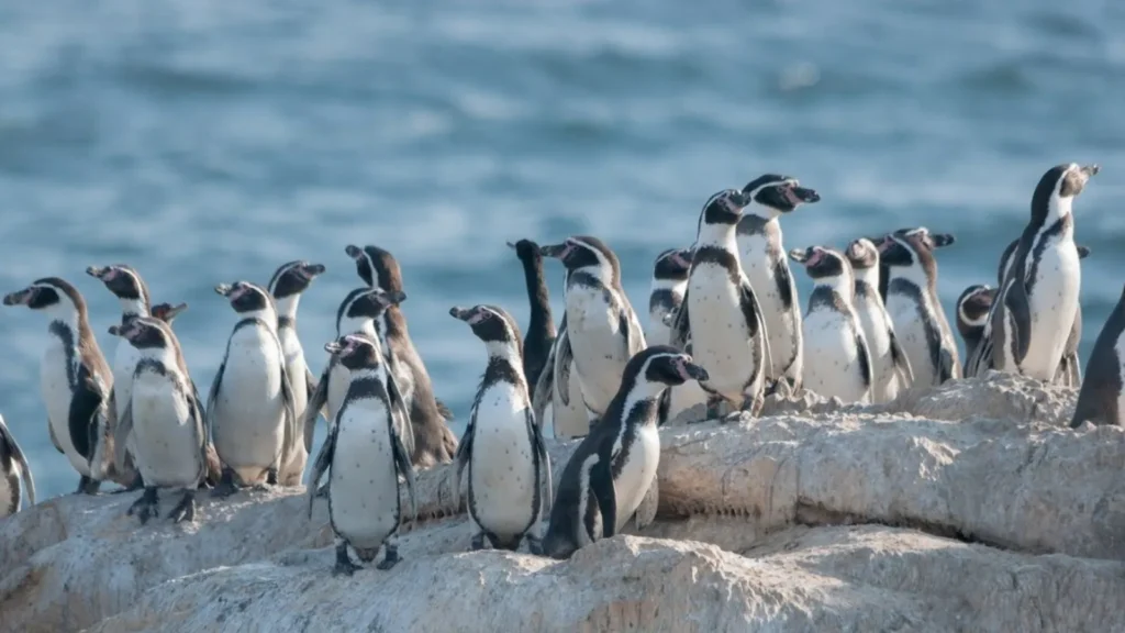 Mesa regional de Coquimbo coordinará la conservación del pingüino de Humboldt
