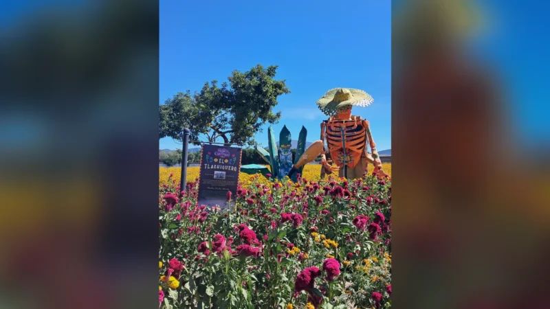 Catrinas prehispánicas y campos de cempasúchil: el Día de Muertos en Atlixco