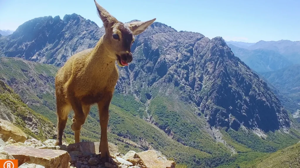 Ñuble y Biobío afinan plan 2027 para salvar al huemul en la cordillera