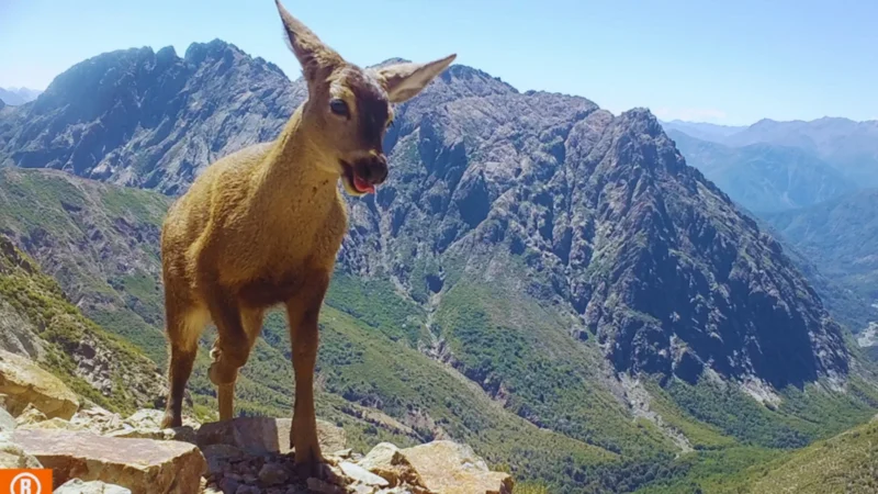 Ñuble y Biobío afinan plan 2027 para salvar al huemul en la cordillera