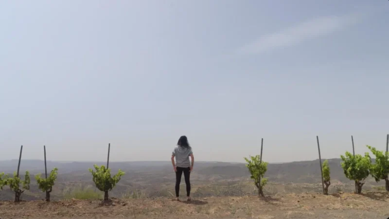 Festival Most 2026: dos semanas de cine y vino en Catalunya