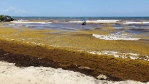 Sargazo moderado en Playa del Carmen durante la primera semana de octubre